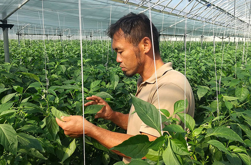 農作物の土壌観察