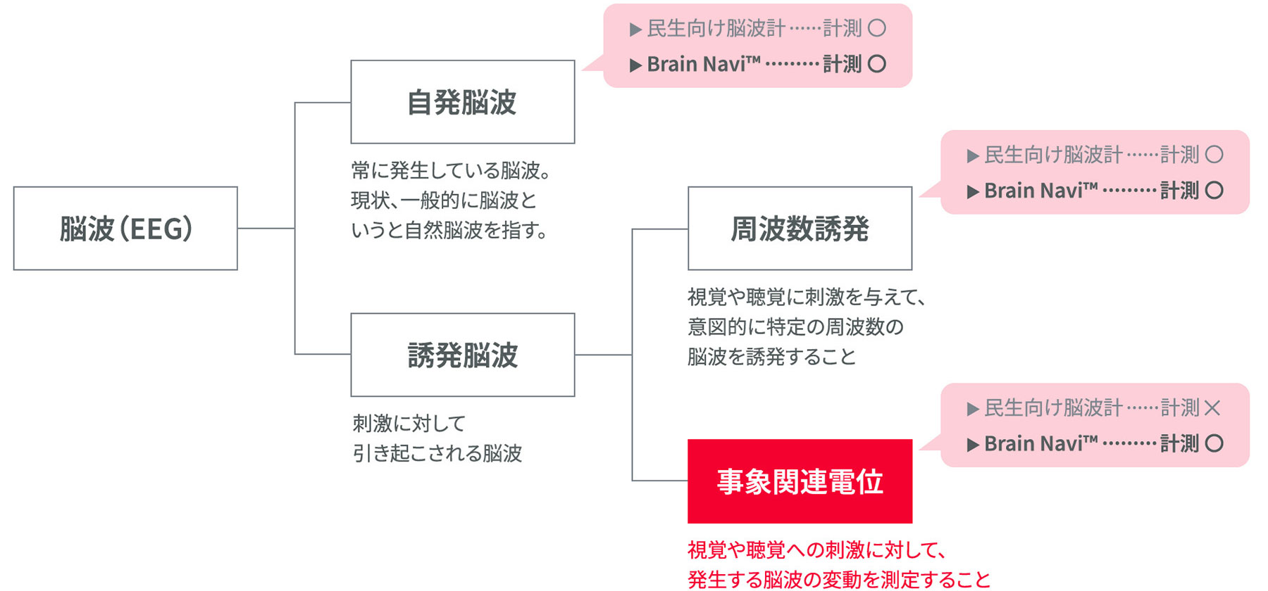 自発脳波と誘発脳波の概念図